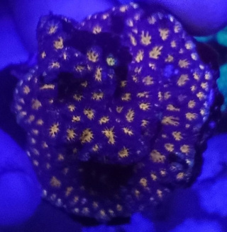 Leptastrea Orange