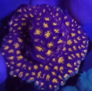 Leptastrea Orange