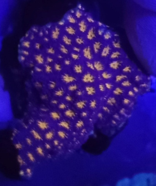 Leptastrea Orange