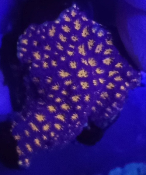 Leptastrea Orange Leptastrea Orange
