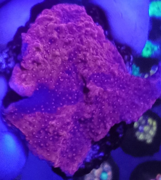 Montipora Tlerzowa