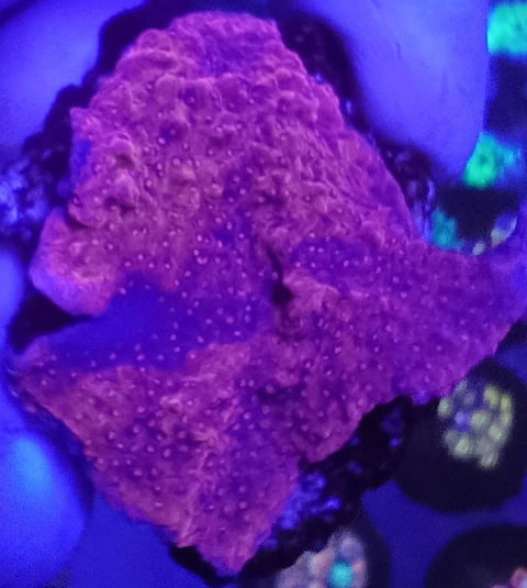 Montipora Tlerzowa Montipora Tlerzowa