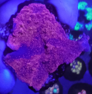 Montipora Talerzowa