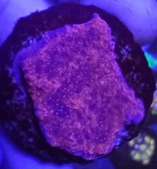 Montipora Talerzowa