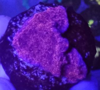 Montipora Talerzowa