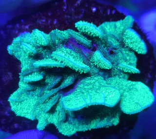 Pavona Cactus Fluo