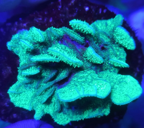 Pavona Cactus Fluo Pavona Cactus Fluo