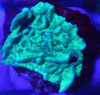 Pavona Cactus Fluo