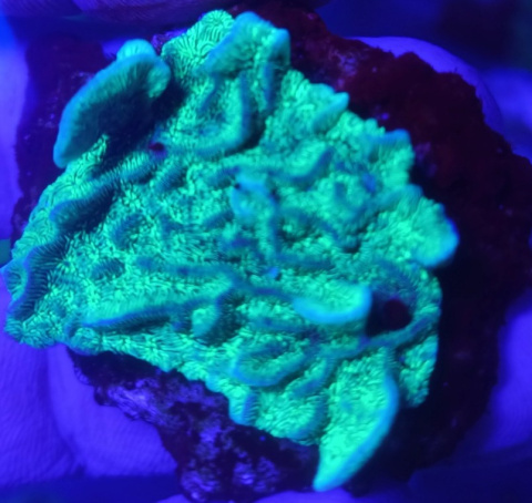 Pavona Cactus Fluo Pavona Cactus Fluo
