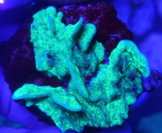 Pavona Cactus Fluo