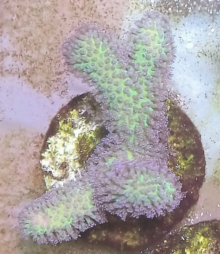 Pocillopora Bicolor