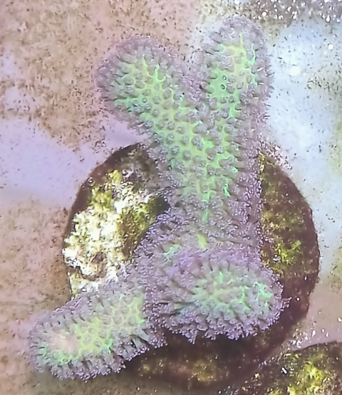 Pocillopora Bicolor Pocillopora Bicolor