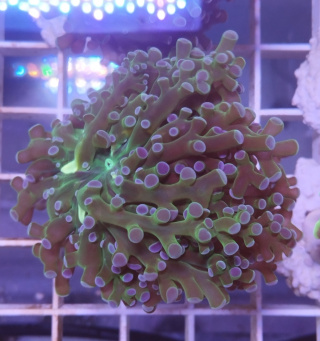 Euphyllia Divisa Green