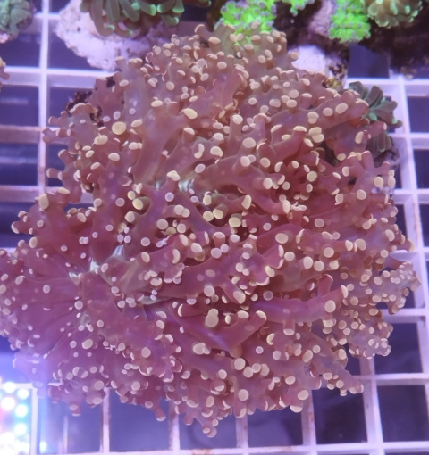 Euphyllia Yamayensis Euphyllia Yamayensis