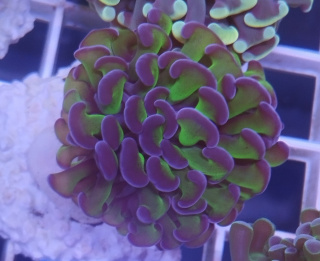 Euphyllia Paraancora Toxic Green