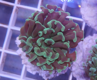 Paraancora Green Hammer