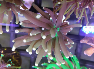 Euphyllia glabrescens SP.