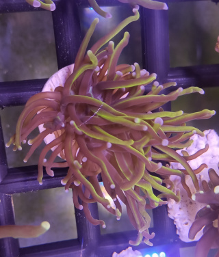 Euphyllia Glabrescens Gold 1H