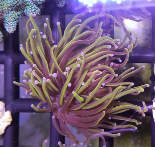 Euphyllia Glabrescens Gold 1H