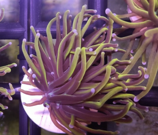 Euphyllia Glabrescens Gold 1H
