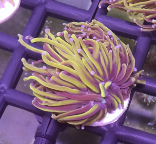 Euphyllia Glabrescens Gold 2H
