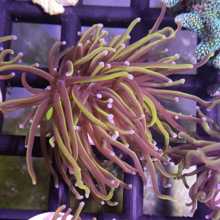 Euphyllia Glabrescens Gold 2H
