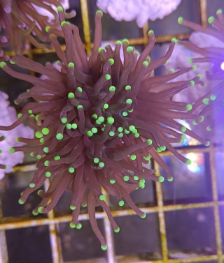 Euphyllia Glabrescens Black Torch 1H