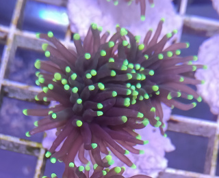 Euphyllia Glabrescens Black Torch !h