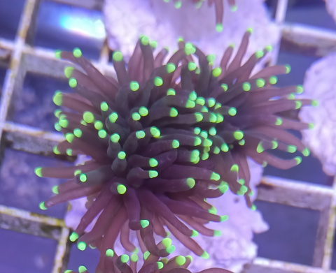 Euphyllia Glabrescens Black Torch !h Euphyllia Glabrescens Black Torch !h