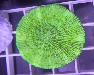 Fungia Green