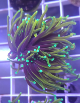 Euphyllia Glabrescens Hellfire 2H