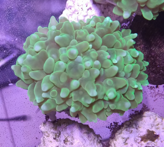 Physogyra Green Fluo