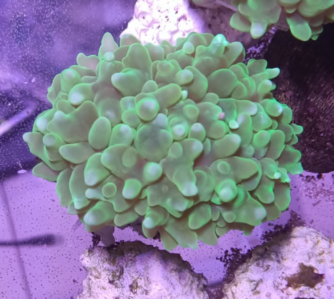 Physogyra Green Fluo