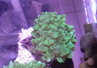 Physogyra Green Fluo