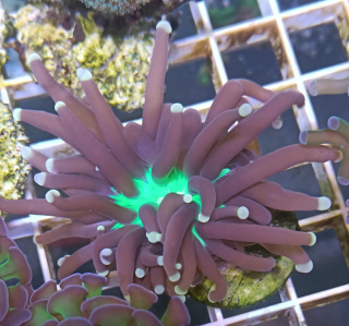 Euphyllia Glabrescens Jocker 1H