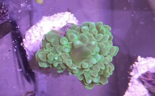 Physogyra Green Fluo