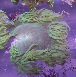 Catallaphyllia Yardinei