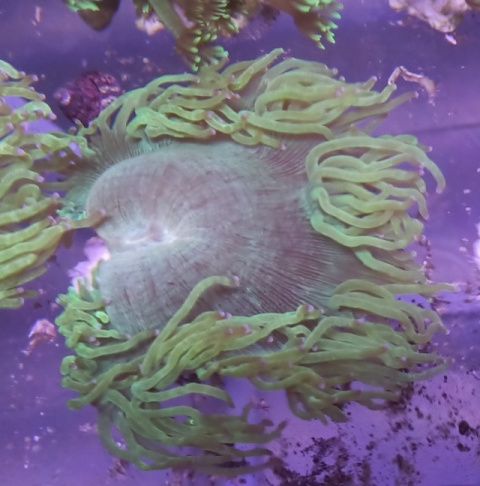 Catallaphyllia Yardinei