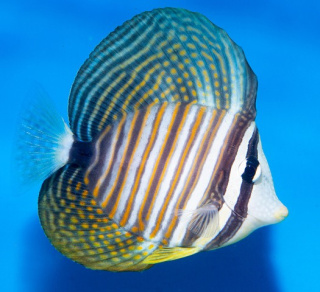 Zebrasoma Desjardini