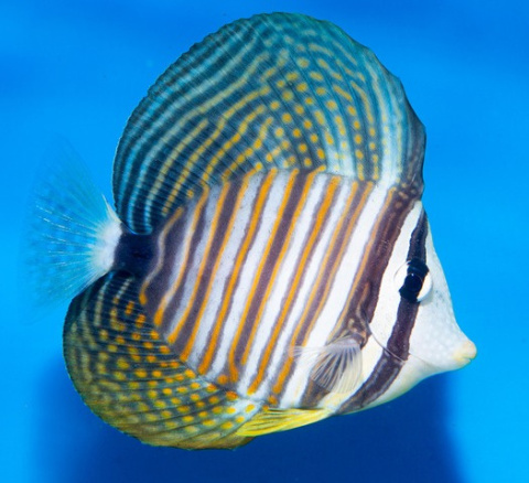 Zebrasoma Desjardini