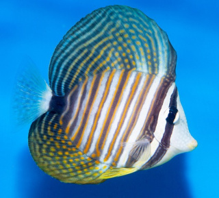 Zebrasoma Desjardini