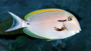 Acanthurus nigricauda ok 9 cm