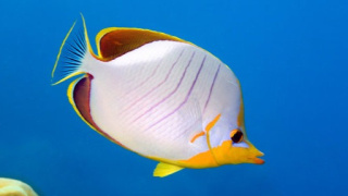 CAETODON XANTHOCEPHALUS ok 4,5 cm