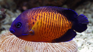 CENTROPYGE BISPINOSUS ok 7cm
