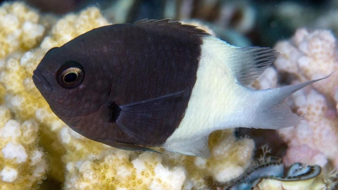 CHROMIS DIMIDIATUS CHROMIS DIMIDIATUS
