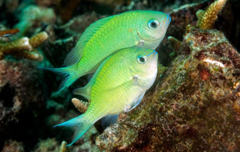 CHROMIS VIRIDIS CHROMIS VIRIDIS