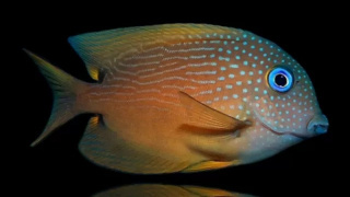 CTENOCHATEUS BINOTATUS ok 5cm