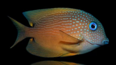 CTENOCHATEUS BINOTATUS ok 5cm CTENOCHATEUS BINOTATUS ok 5cm