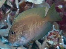 CTENOCHATEUS STRIGOSUS S