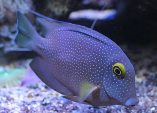 CTENOCHATEUS TRUNCATUS ok 7 cm